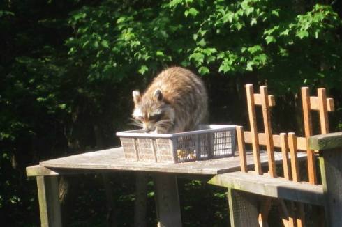 485588_10152372213361988_1583128472_n[1]