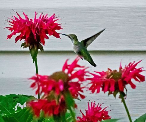 6286eb8a6efd96b25c166f7d6d7b241e