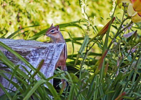 chipmunk