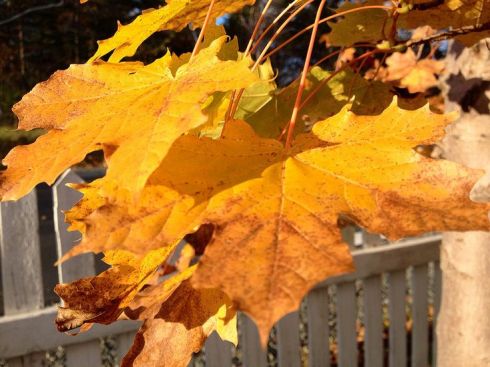 Photo by Alana R Barnes