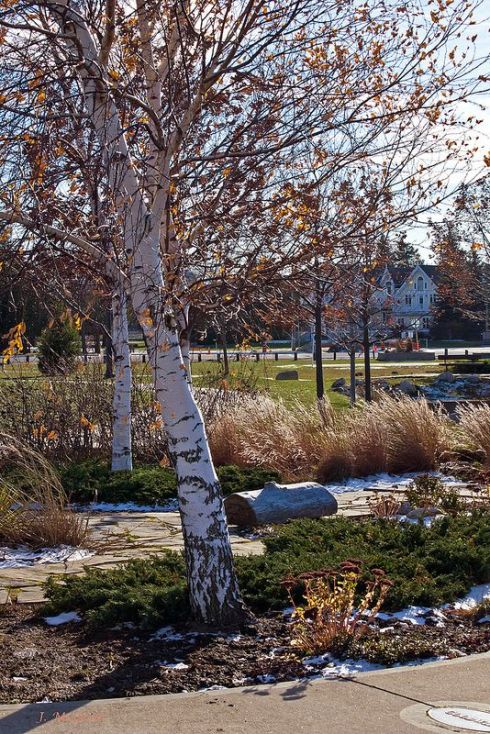 Photo By Judy McLeod