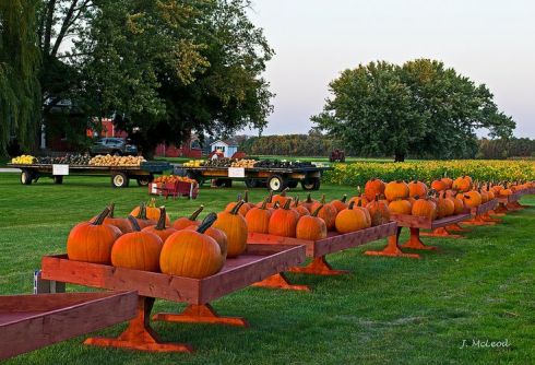 pumpkinfarm