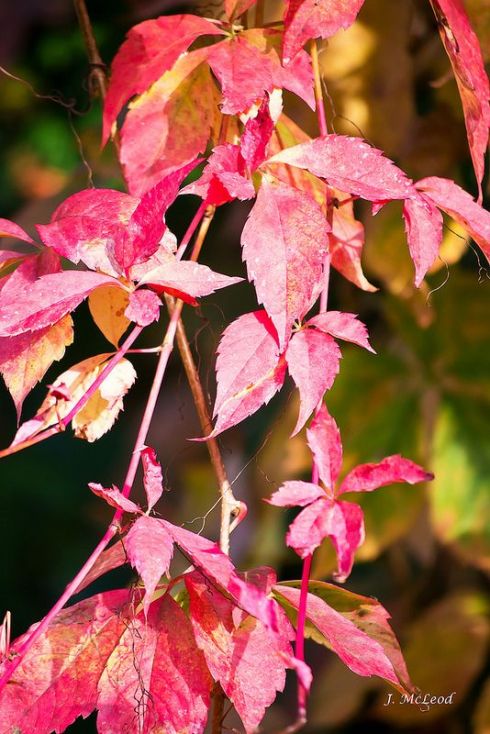 Photo by Judy McLeod