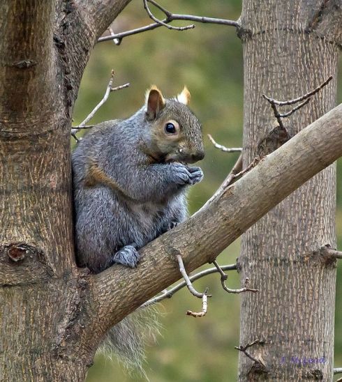 Photo by Judy McLeod