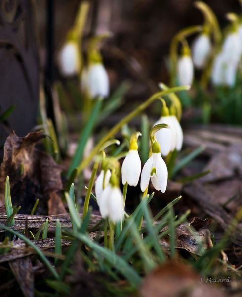 Photo by Judy McLeod