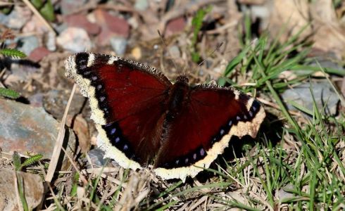 photo by Alana R Barnes