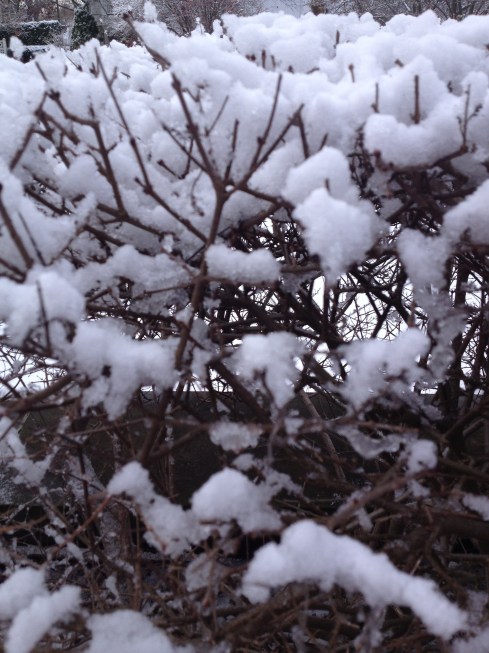 snowy branches
