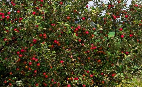 Photo by Judy McLeod