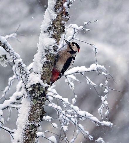 woodpecker