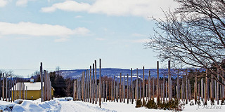 Photo by Judy McLeod