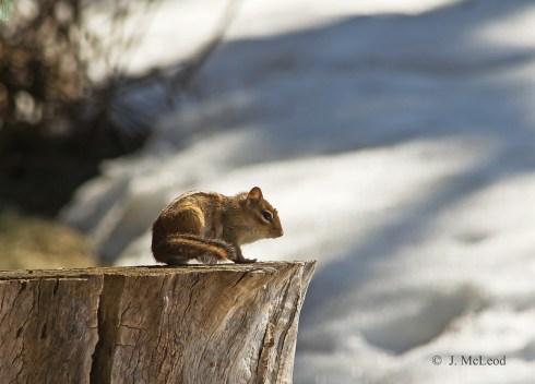 Photo  by Judy McLeod